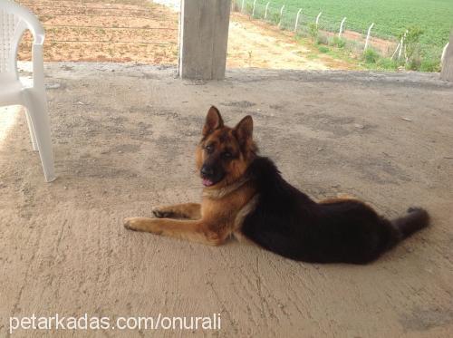 dark Erkek Alman Çoban Köpeği