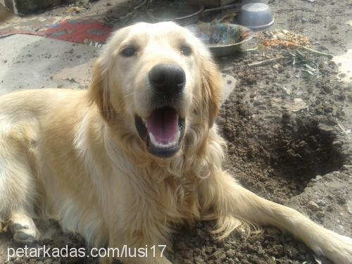 lusi Dişi Golden Retriever