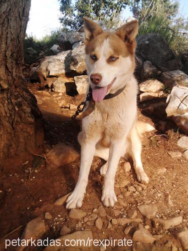 karamel Dişi Sibirya Kurdu (Husky)