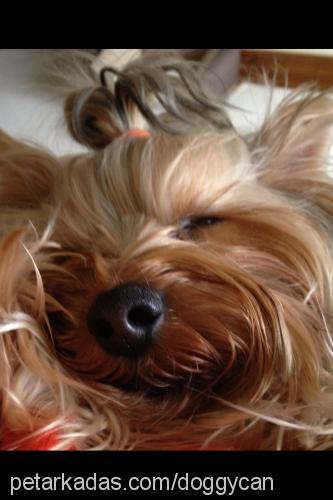 doggy Erkek Yorkshire Terrier