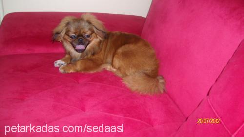 browni Erkek Pekingese