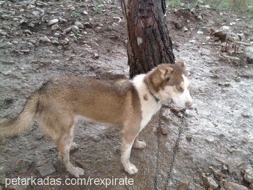 karamel Dişi Sibirya Kurdu (Husky)