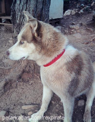 karamel Dişi Sibirya Kurdu (Husky)