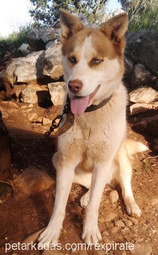 karamel Dişi Sibirya Kurdu (Husky)