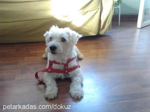 dokuz Erkek West Highland White Terrier