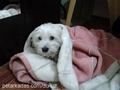 dokuz Erkek West Highland White Terrier