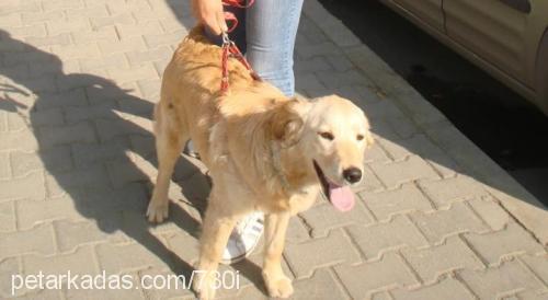 fıstık Dişi Golden Retriever