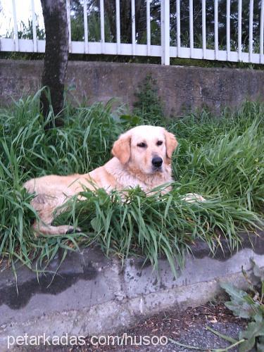 su Dişi Golden Retriever