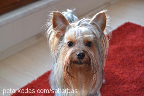 marsel Erkek Yorkshire Terrier