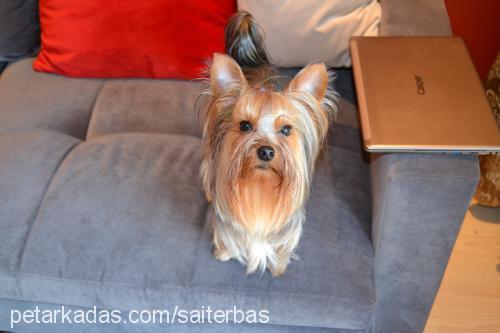 marsel Erkek Yorkshire Terrier