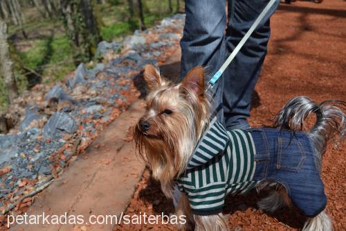 marsel Erkek Yorkshire Terrier