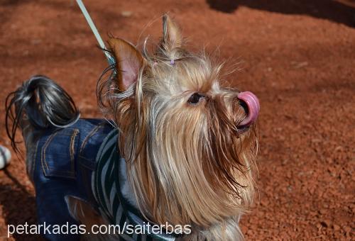 marsel Erkek Yorkshire Terrier