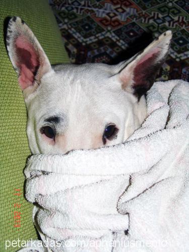 tİtan Dişi Bull Terrier