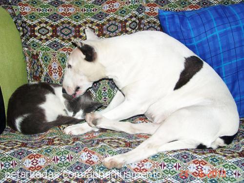 tİtan Dişi Bull Terrier