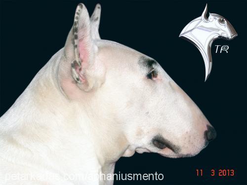 tİtan Dişi Bull Terrier