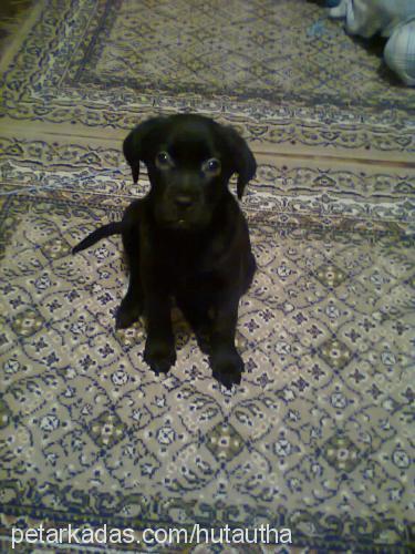 biber Dişi Labrador Retriever