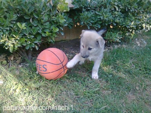 haçhi Erkek Sibirya Kurdu (Husky)