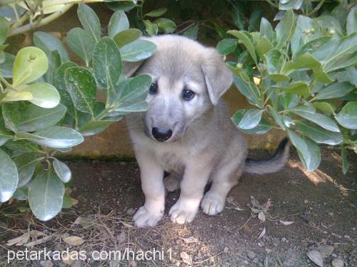 haçhi Erkek Sibirya Kurdu (Husky)