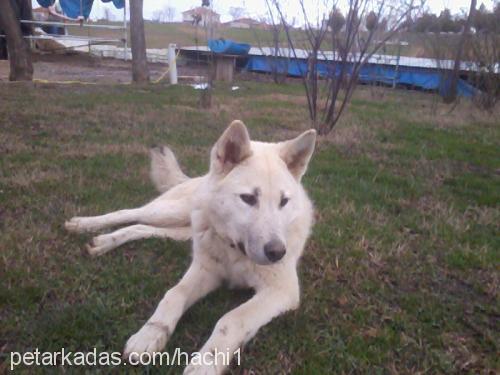 haçhi Erkek Sibirya Kurdu (Husky)