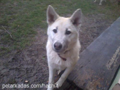 haçhi Erkek Sibirya Kurdu (Husky)