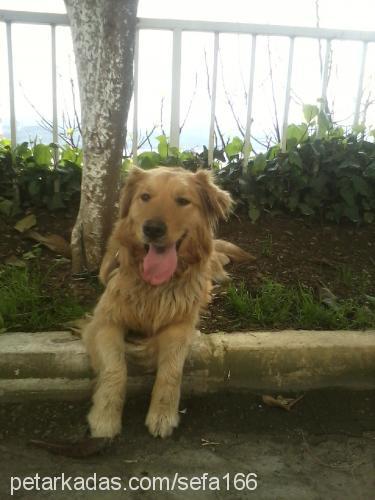 maya Dişi Golden Retriever