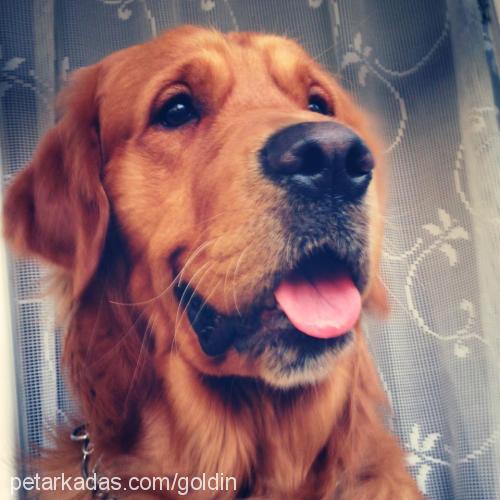 oscar Erkek Golden Retriever