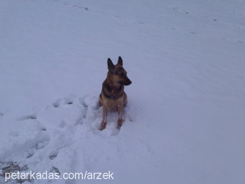 kadife Dişi Alman Çoban Köpeği