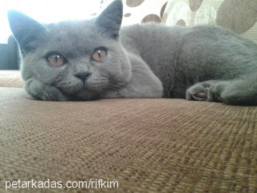 rıfkı Erkek British Shorthair