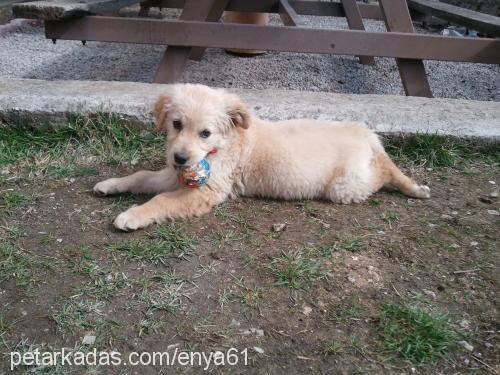 enya Dişi Golden Retriever