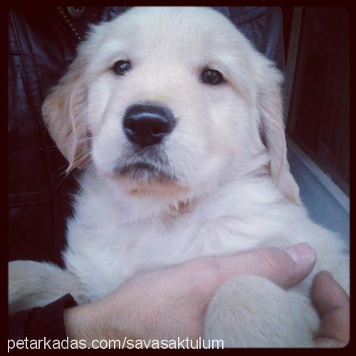 susam Erkek Golden Retriever