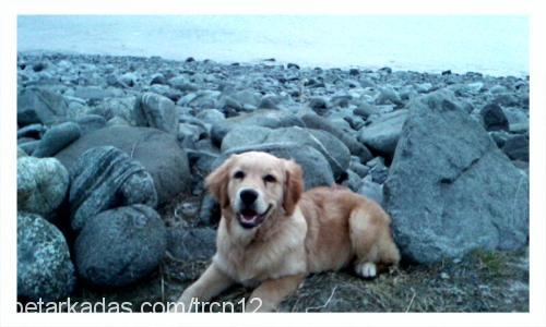 tarçın Erkek Golden Retriever