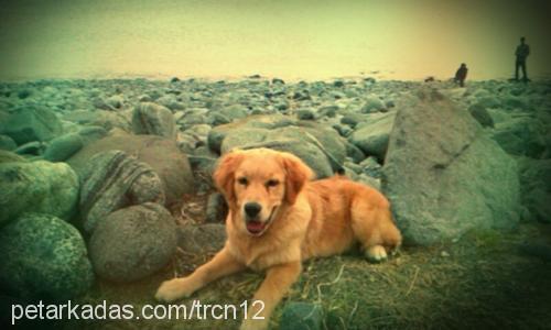 tarçın Erkek Golden Retriever