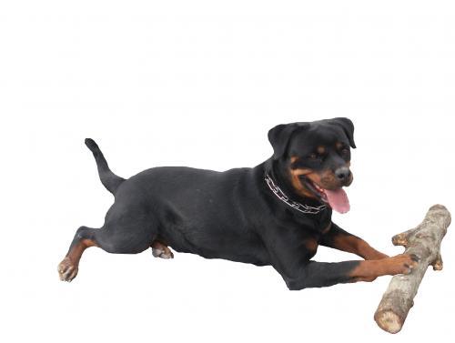 queta Dişi Rottweiler