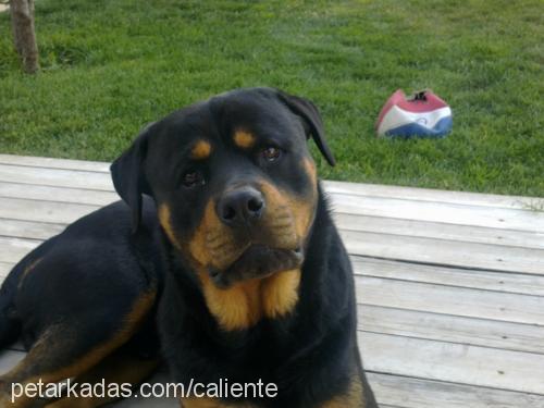 maÇo Erkek Rottweiler