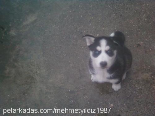 kara Erkek Sibirya Kurdu (Husky)