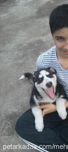 kara Erkek Sibirya Kurdu (Husky)