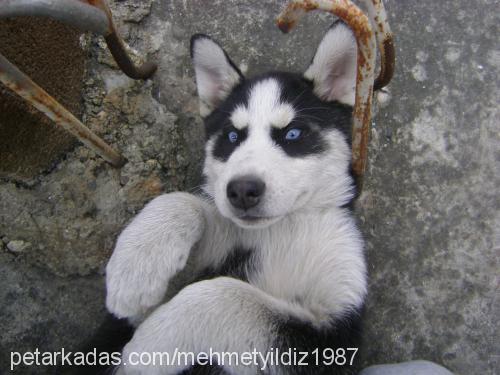 kara Erkek Sibirya Kurdu (Husky)