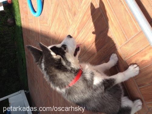 oscar Erkek Sibirya Kurdu (Husky)