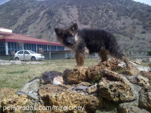 kan Erkek Alman Çoban Köpeği