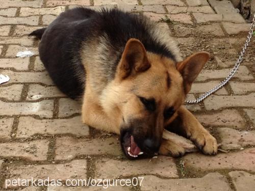 kont Erkek Alman Çoban Köpeği