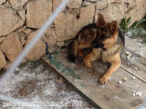 köpüş Dişi Alman Çoban Köpeği