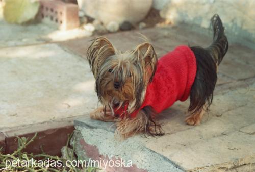 mİa Dişi Yorkshire Terrier