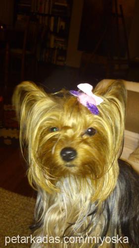 mİa Dişi Yorkshire Terrier