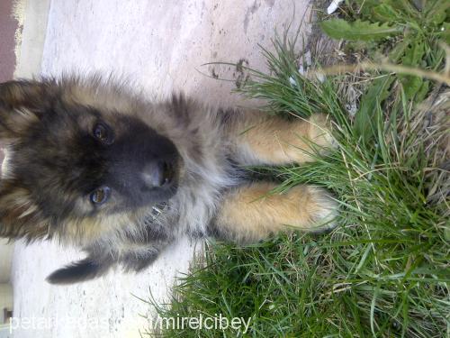 kan Erkek Alman Çoban Köpeği