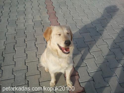 köpük Dişi Golden Retriever