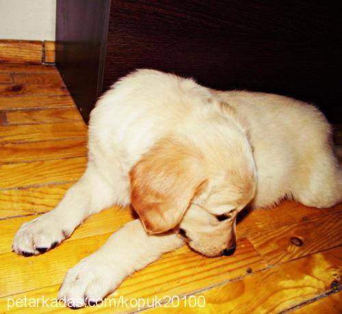 köpük Dişi Golden Retriever