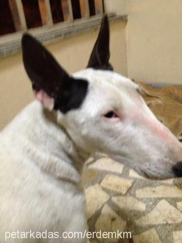 mia Dişi Bull Terrier