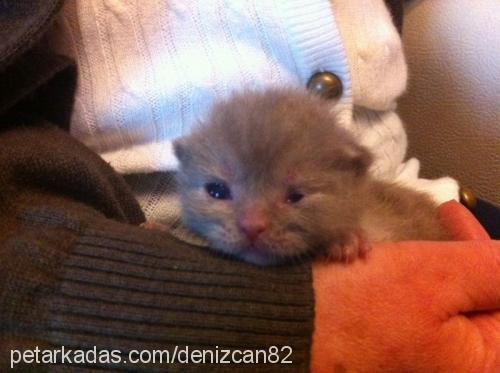 çakılthegrey Erkek British Shorthair