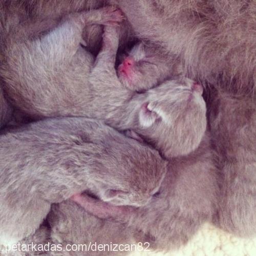 çakılthegrey Erkek British Shorthair