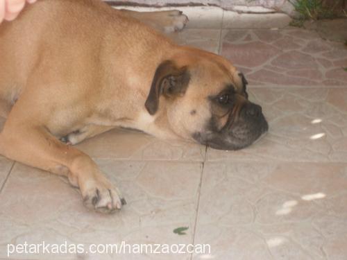 paşa Erkek Boxer